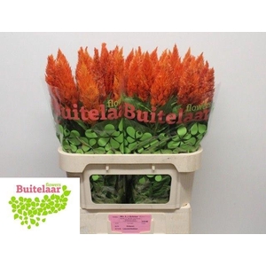 Celosia P Sunday Orange