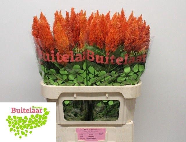 <h4>Celosia P Sunday Orange</h4>
