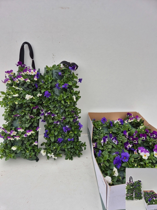 <h4>VIO CO SORBET GEM</h4>