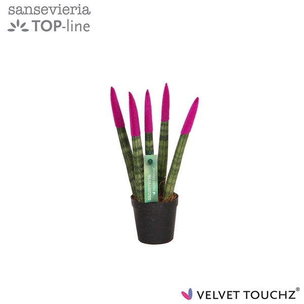<h4>Sansevieria VELVET TOUCHZ® Fuchsia</h4>