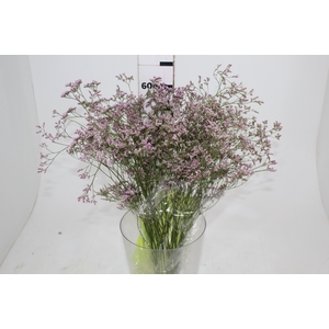 LIMONIUM 070 CM ROSA