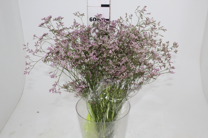 <h4>LIMONIUM 070 CM ROSA</h4>
