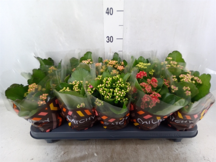 <h4>Kalanchoe blos.   ..rosebud mix  5</h4>