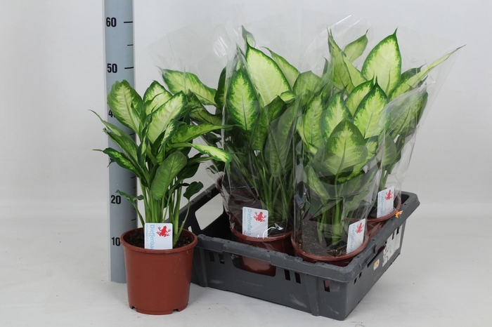 <h4>DIEFF CAMILLA</h4>