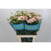 Ranunculus Butterfly Ariadne