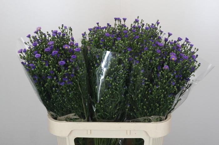 <h4>Aster Casamare</h4>