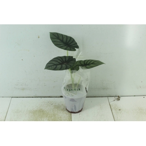 ALOCASIA NEBULA IMPERIALIS P12
