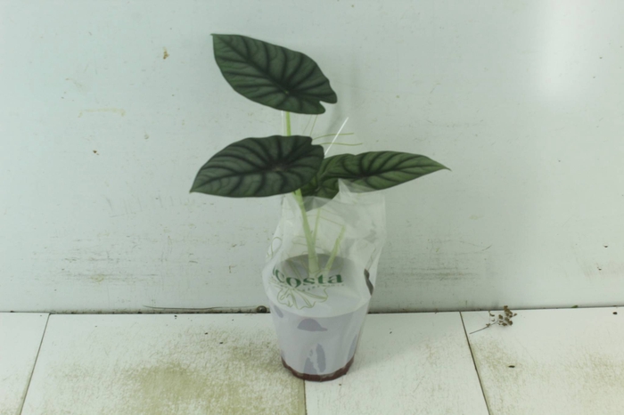 ALOCASIA NEBULA IMPERIALIS P12
