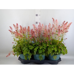 Heucherella  'Pink Revolution'