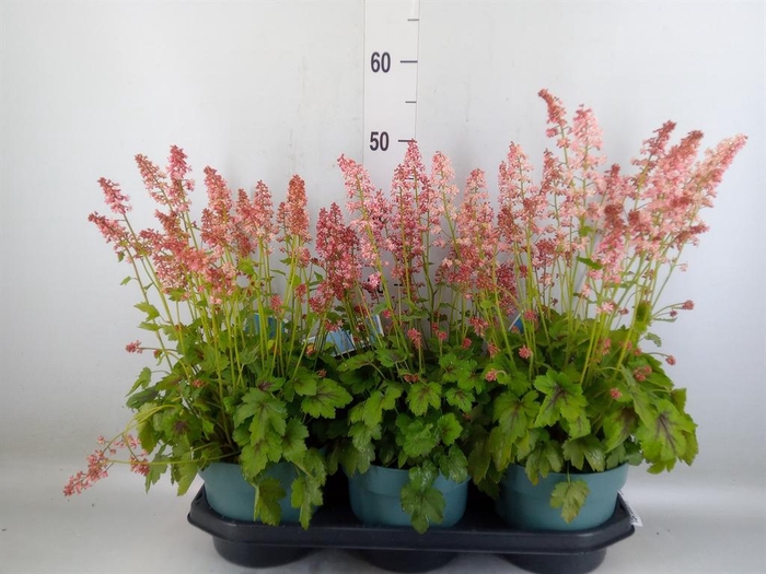<h4>Heucherella  'Pink Revolution'</h4>