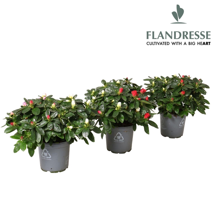 <h4>Rhododendron sim.   ...</h4>