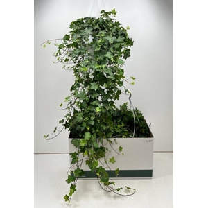 Hedera Helix Pittsburgh 24Ø 100cm