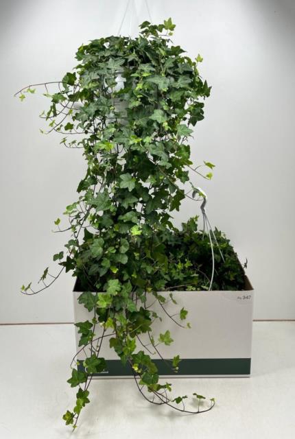 Hedera Helix Pittsburgh 24Ø 100cm