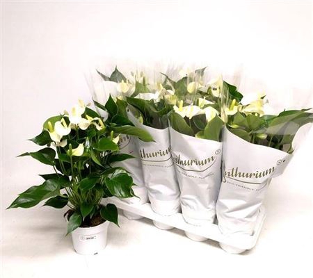 <h4>Anthu An White Champ 6+</h4>