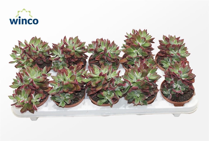 <h4>Echeveria Pulvinata Devotion</h4>