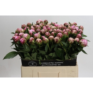 Paeonia Sarah Bernhardt