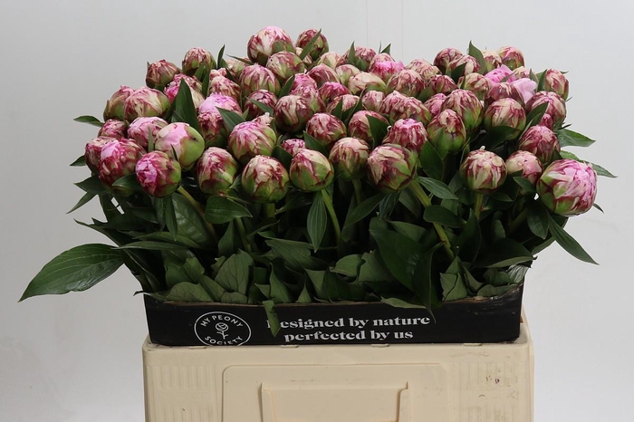 <h4>Paeonia Sarah Bernhardt</h4>