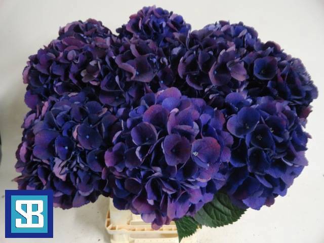 <h4>HYDR M ROYAL KING</h4>