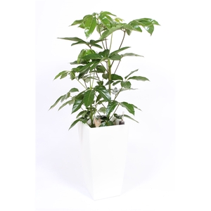 Schefflera Amate in Piza pot 