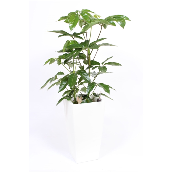 <h4>Schefflera Amate in Piza pot "wit"</h4>