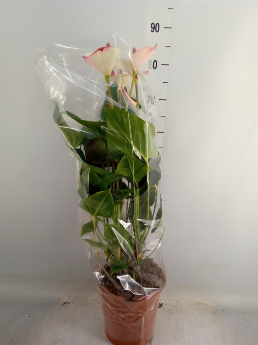 <h4>Anthurium  'Pr. Amalia Elegance'</h4>