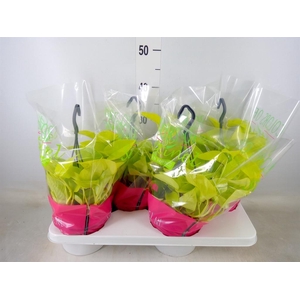 Epipremnum pinn. 'Golden Pothos' HG