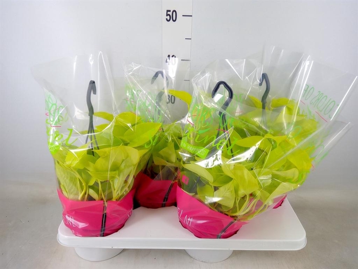 <h4>Epipremnum pinn. 'Golden Pothos' HG</h4>