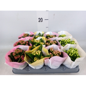 Kalanchoe blos.   ..rosebud mix  4