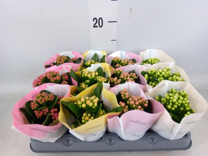 <h4>Kalanchoe blos.   ..rosebud mix  4</h4>