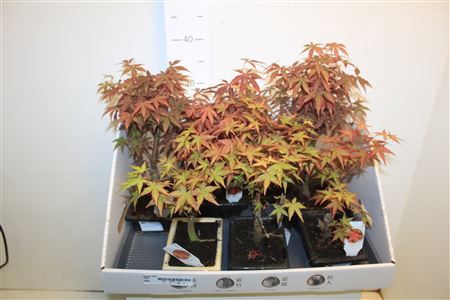 <h4>Bonsai Acer</h4>