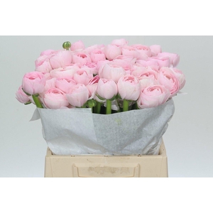 Ranunculus Clooney Lady Extra