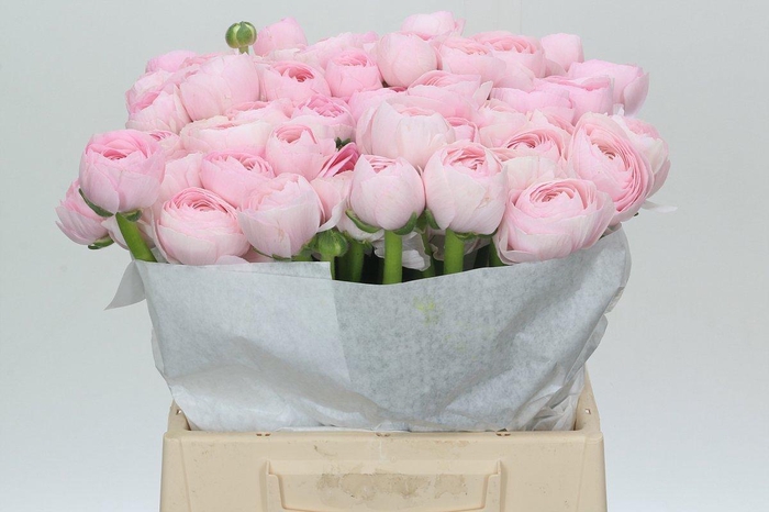 <h4>Ranunculus Clooney Lady Extra</h4>