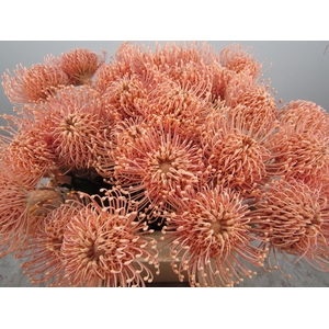 Leuco G Zalm