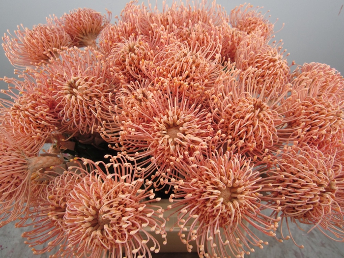 <h4>Leuco G Zalm</h4>