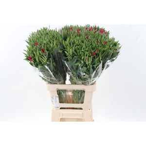 Clarkia Am Gr Red