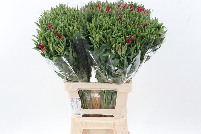 <h4>Clarkia Am Gr Red</h4>