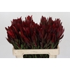 Leucadendron Saf Sunset Dark Red