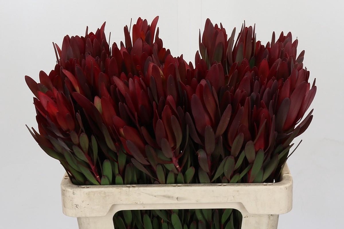 <h4>Leucadendron Saf Sunset Dark Red</h4>