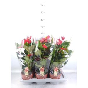 Anthurium andr. 'Tremendo'