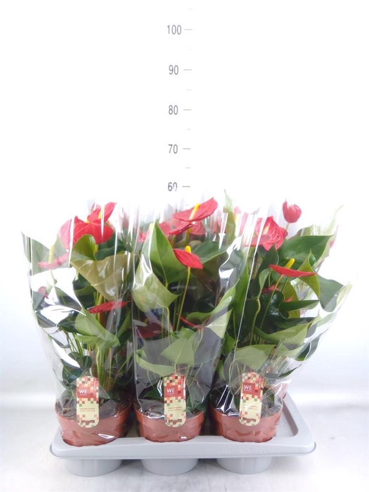 <h4>Anthurium andr. 'Tremendo'</h4>