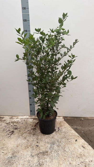 <h4>QUER ILEX</h4>