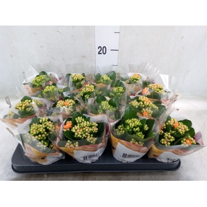 Kalanchoe blos. 'RosDon Pedro'