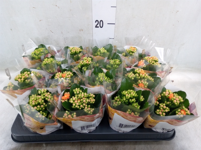<h4>Kalanchoe blos. 'RosDon Pedro'</h4>