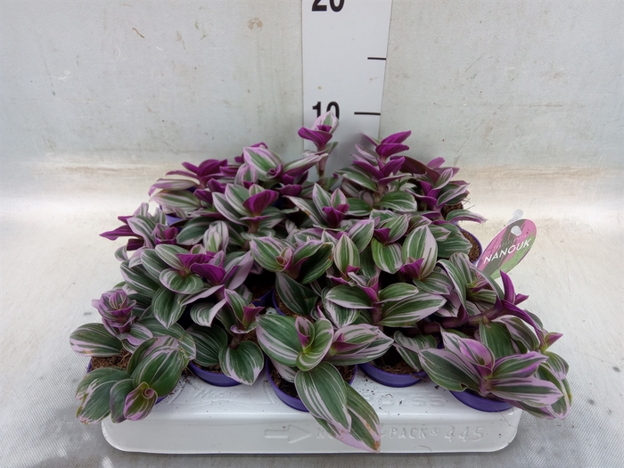 <h4>Tradescantia albif. 'Nanouk'</h4>