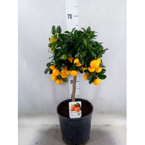 Citrus   ...