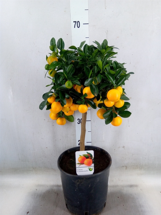 <h4>Citrus   ...</h4>