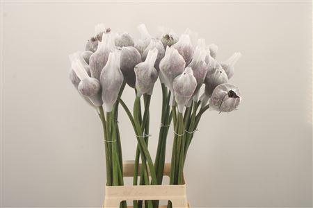 <h4>Allium Mercurius</h4>