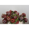 Banksia Coccinea
