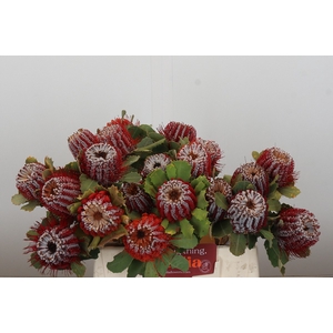 Banksia Coccinea