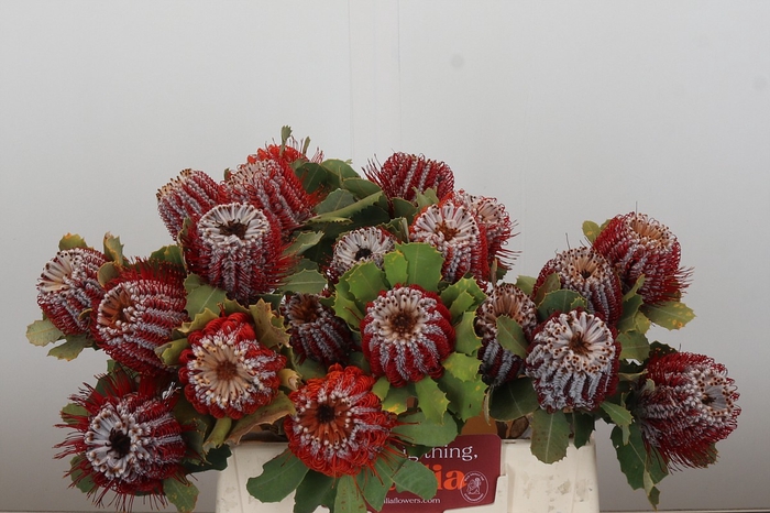 Banksia Coccinea